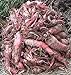 Red Mangel Mammoth Beet Seeds for Fodder or Survival Giant Up to 15 LB! 311C (1500 Seeds, or 1 oz) new 2024