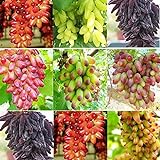 Photo SAVIORD 100pcs Mixed Sweet Seedless Grape Fruit Seeds, best price $10.30, bestseller 2024