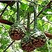 Semillas de calabaza para plantar,Calabazas para crecer,Lagenaria Siceraria,Semillas de siceraria,Botella de mezcla de semillas de calabaza-5 PCS nuevo 2024