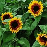 Photo 50+ ct (AA) Sunflower : Pro Cut Bicolor Sunflower Fresh, best price $23.00, bestseller 2024