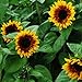 25+ Seeds (BTL) Sunflower : Pro Cut Bicolor Sunflower Fresh new 2024
