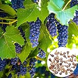 Photo KOqwez33 Seeds for Garden Yard Potted Decoration,50Pcs/Bag Grape Seeds Phyto-Nutrients Rich Vitamins Perennial Indoor Potted Fruit Seeds for Garden - Grape Seeds, best price $1.50, bestseller 2024