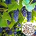 Traubenkerne, 50 Pcs/Bag Traubenkerne Phyto-Nährstoffe Reiche Vitamine mehrjährige Indoor Topf Obstsamen für Garten - Traubenkerne neu 2024