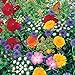 Roll Out Flower Seeded Mats That Attract Butterflies - Set of 2, Butterfly new 2024