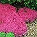 Graines de fleurs rampantes Graines de thym ou de graines bleu arabette - décoration de jardin vivace Couvre-sol fleur 40pcs AA nouveau 2024
