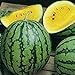 David's Garden Seeds Fruit Watermelon Yellow Petite 9832 (Yellow) 25 Non-GMO, Heirloom Seeds new 2024