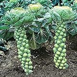 Photo NIKA SEEDS - Vegetable Brussels Sprout Cabbage Green (Possible to Grow Indoor) - 150 Seeds, best price $6.95 ($0.05 / Count), bestseller 2024