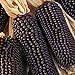 Maissamen für Pflanzen, 1 Beutel Mais-Samen natürlich frisch leicht rustikal Maissamen für Garten – Schwarze Maissamen neu 2024