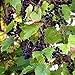 Wild Grape Vine Seeds (Vitis riparia) Packet of 10 Seeds new 2024