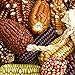 Maissamen,Hoher Mais,Großer Mais,,Seltener Mais,Leicht zu keimen-60 PCS,d neu 2024