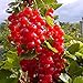Müllers Grüner Garten Shop Rosetta, großfrüchtige rote Johannisbeere, aromatischer Geschmack, Busch im 3 Liter Topf neu 2024