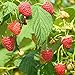 Red Raspberry Seeds (Rubus idaeus) Packet of 50 Seeds new 2024
