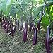 100pcs graines d'aubergine blanc long fruits asiatiques et graines végétales plante taux élevé de germination pour plantes à domicile et jardin facile à cultiver 2 nouveau 2024