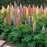 Photo Outsidepride Lupine Russells Plant Flower Seed - 500 Seeds, best price $6.49 ($0.01 / Count), bestseller 2024