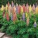 Outsidepride Lupine Russells Plant Flower Seed - 500 Seeds new 2024