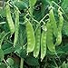 Burpee Oregon Sugar Pod II (Organic) Pea Seeds 200 seeds new 2024