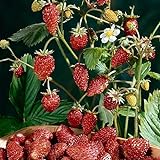 Photo David's Garden Seeds Fruit Strawberry Mignonette 2210 (Red) 50 Non-GMO, Heirloom Seeds, best price $4.45, bestseller 2024