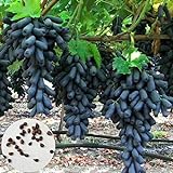 Foto Samen für Pflanzen, 100 Stück schwarze Finger Traubenkerne leckere Obstpflanze Garten Bonsai Dach Dekor – Traubensamen, bester Preis 5,24 €, Bestseller 2024