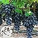 Samen für Pflanzen, 100 Stück schwarze Finger Traubenkerne leckere Obstpflanze Garten Bonsai Dach Dekor – Traubensamen neu 2024