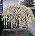 Salix caprea Pendula Kilmarnock hängende Kätzchenweide Weide Stamm Stämmchen viele Größen (Stammhöhe 60 cm) neu 2024