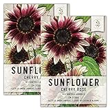 Photo Seed Needs, Cherry Rose Sunflower (Helianthus annuus) Twin Pack of 50 Seeds Each, best price $8.85 ($0.09 / Count), bestseller 2024