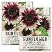 Seed Needs, Cherry Rose Sunflower (Helianthus annuus) Twin Pack of 50 Seeds Each new 2024