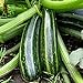 Zucchini - Italian Striped - 8 Samen neu 2024