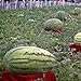 TENGGO Egrow 30Pcs Semillas de Gigante Sandía Negra Tyrant Rey Semillas de Sandía Fruta de Jardín nuevo 2024