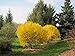 Lynwood Gold Forsythia Bush - Yellow Flowering Shrub - Live Plants Shipped 2 Feet Tall by DAS Farms (No California) new 2024
