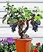 Traubenkerne 50 japanischen Dwarf Kyoho (Vitis labrusca) Deep Purple Tabelle Traubenkerne Bonsai Fruchtsamen für Hausgarten neu 2024