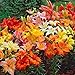 Asiatic Lilies Mix (10 Pack of Bulbs) - Freshly Dug Perennial Lily Flower Bulbs new 2024