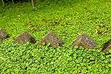 Foto Rasenersatz Bodendecker Dichondra repens silberregen 300 SAMEN -Gras, das nicht tobe gemäht, bester Preis 2,99 €, Bestseller 2024