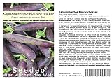 Foto Seedeo® Kapuzinererbse 'Blauwschokker' (Pisum sativum L. convar. sat.) ca. 100 Samen BIO, bester Preis 2,95 €, Bestseller 2024