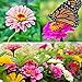 Zinnia Seeds for Planting Outdoors, Over 480 Seeds Giving You The Zinnia Flowers You Need, Zinnia Elegans, 4.2 Grams, Non-GMO new 2024