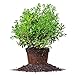 Needlepoint Holly - Size: 1 Gallon, Live Plant, Includes Special Blend Fertilizer & Planting Guide new 2024