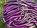 la semilla de berenjena púrpura 200PC. semillas de plantas hortícolas verde natural. Sencillo establecimiento del jardín nuevo 2024