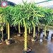 40pcs graines de bambou style chinois Intérieur frais Moso Bambou Bonsai Graines Arbre Graines bricolage jardin plantation en pot Facile à cultiver nouveau 2024