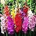 Mixed Gladiolus Flower Bulbs - 50 Bulbs Assorted Colors new 2024