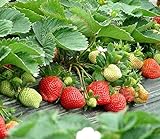 Photo Strawberry Seeds 250 PCS for Planting in Pots Non GMO, best price $9.99 ($0.04 / Count), bestseller 2024
