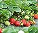 Strawberry Seeds 250 PCS for Planting in Pots Non GMO new 2024