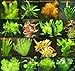 7 Bund - ca. 45 Wasserpflanzen + Dünger, gegen Algenwachstum, leichte Pflege, Bunte Farben - Mühlan neu 2024