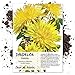 Seed Needs, Dandelion Herb (Taraxacum officinale) Bulk Package of 10,000 Seeds Non-GMO new 2024