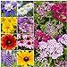 Seed Needs, Butterfly Attracting All Perennial Wildflower Mixture, 30,000 Seeds Bulk Package (99% Pure Live Seed) new 2024