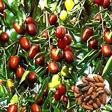 Foto Azufaifo semillas, 1 bolsa de semillas de azufaifo dulce fresco Ligera Natural Friut Semilla Granja Decoración, mejor precio 0,01 €, éxito de ventas 2024