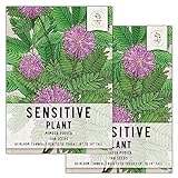 Photo Seed Needs, Sensitive Plant (Mimosa pudica) Twin Pack of 100 Seeds Each, best price $8.85 ($0.04 / Count), bestseller 2024