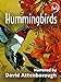 Hummingbirds new 2024
