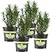Bonnie Plants Rosemary Live Edible Aromatic Herb Plant - 4 Pack, Perennial In Zones 8 to 10, Great for Cooking & Grilling, Italian & Mediterranean Dishes, Vinegars & Oils, Breads new 2024
