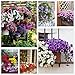 Petunia Seeds80000+Pcs 'Colour-Themed Collection'(Rainbow Colors) Perennial Flower Mix Seeds,Flowers All Summer Long,Hanging Flower Seeds Ideal for Pot new 2024