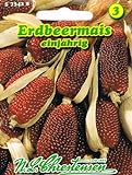 Foto Erdbeermais Zea mays Mais Trockenblume hochwachsende Maisart, bester Preis 1,94 €, Bestseller 2024