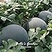 10pcs gigante Ronda Negro sandía Semillas de frutas de semilla de melón dulce Agua 25 libras jardín de DIY DIY Bonsai semillas de plantas nuevo 2024